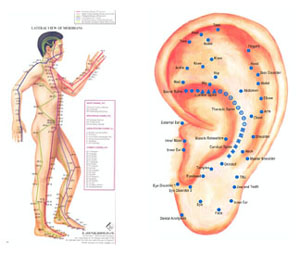 Acupuncture Charts